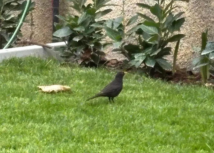 Giorgia's House * Сильви-Марина